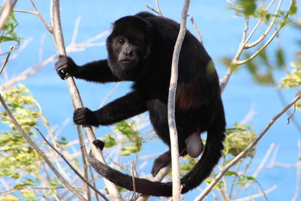 istock Animals of Costa Rica 996373184
