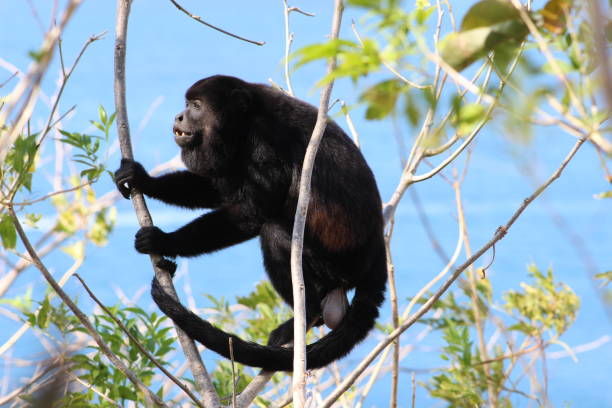 istock Animals of Costa Rica 996373218