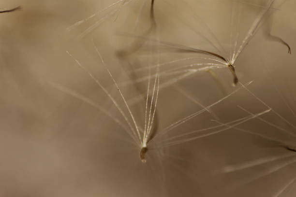 istock Dandelion, details on blown seeds 996377574
