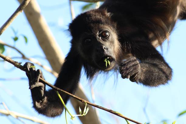 istock Animals of Costa Rica 996380174