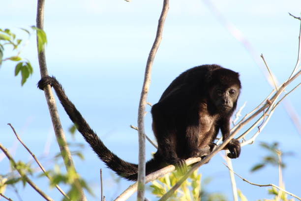 istock Animals of Costa Rica 996380840