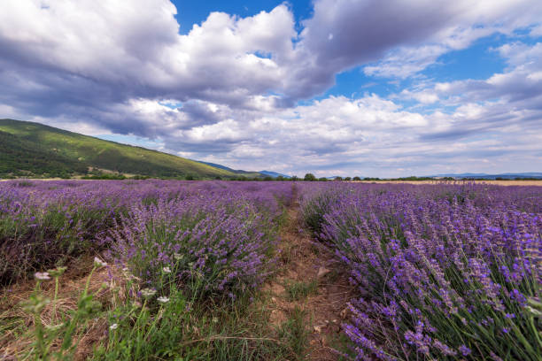 istock Beauty lavender flowers field. 996380894