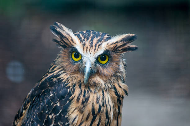 istock Male owl looking into camera 996391760