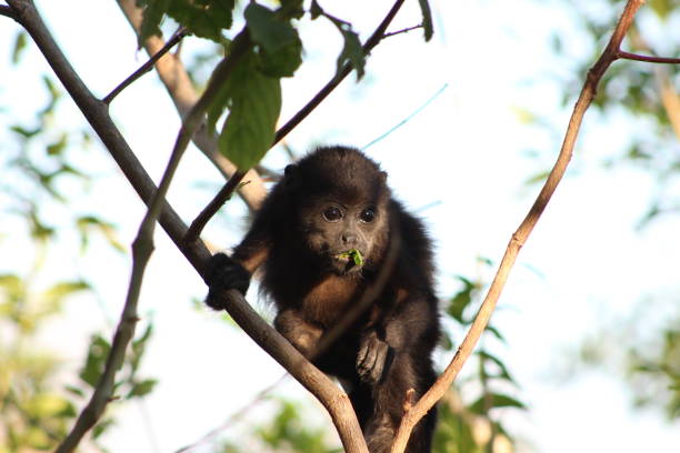 istock Animals of Costa Rica 996393868