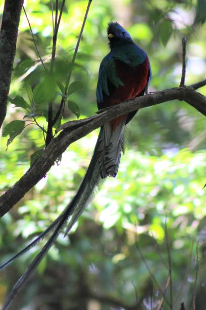 istock Animals of Costa Rica 996393872