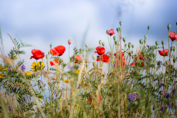 fiori selvatici - plant poppy oriental poppy green foto e immagini stock