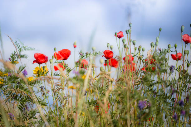 개척시대의 꽃  - wildflower vibrant color outdoors full frame 뉴스 사진 이미지