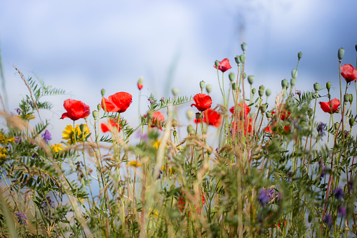 Red poppies on a background of blue sky with clouds