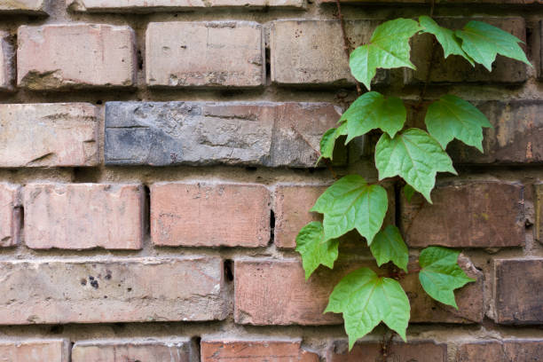 istock Green ivy leaves on a brick wall 996403616
