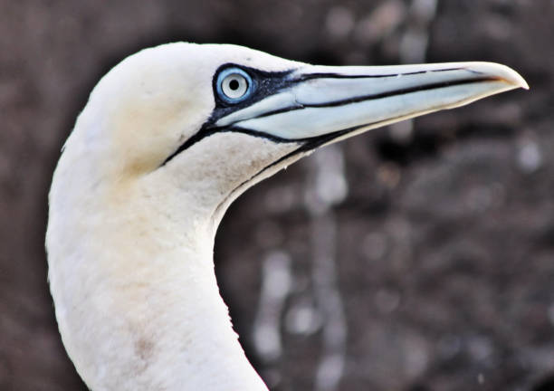 istock A picture of a Gannet 996405776