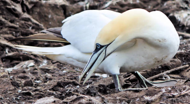 istock A picture of a Gannet 996405812