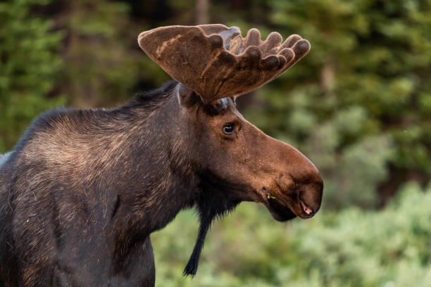 istock Colorado Bull Moose 996409570