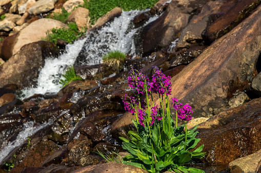 Waterfall and wildflowers in the Indian Peaks Wilderness Colorado.
