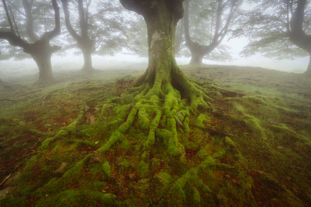 istock Beech green roots in Gorbea natural Park 996412182