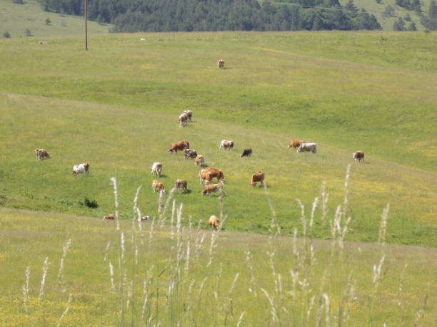 istock flock of cows on a green mountain meadow 996416458