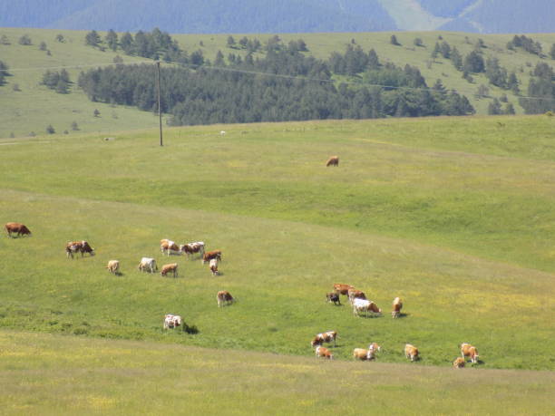 istock flock of cows on a green mountain meadow 996416532