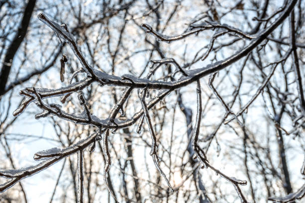 istock The rain poured branches over the ice 996434792