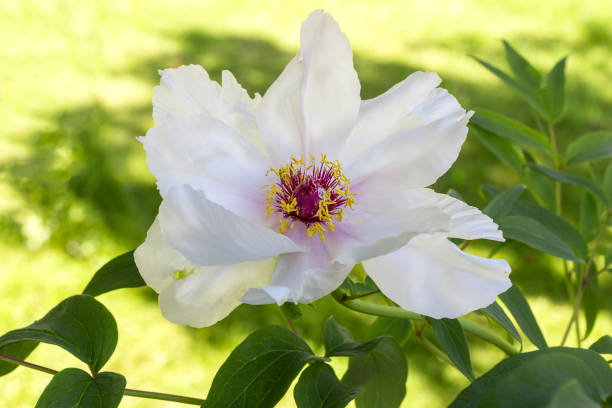 Japanese tree peony flower white with pink. Close-up with green background of plant leaves outdoor. Stamens and pistil