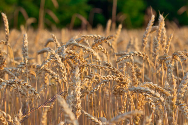 istock Wheat field in the summer sun 996443192
