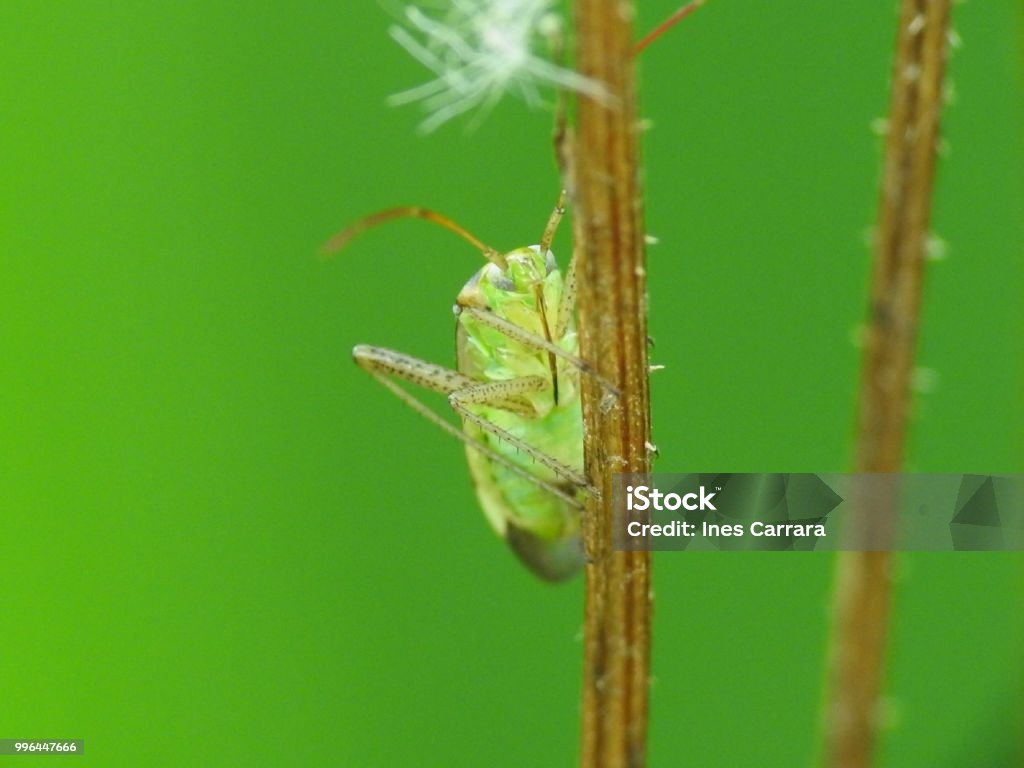 Insecto de planta - Foto de stock de 2015 libre de derechos