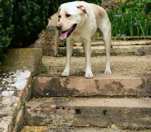 istock Labrador Retriever on Old English Village Steps 996461354