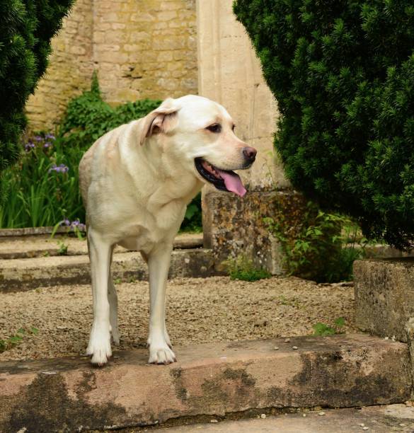 istock Labrador Retriever on Old English Village Steps 996461394