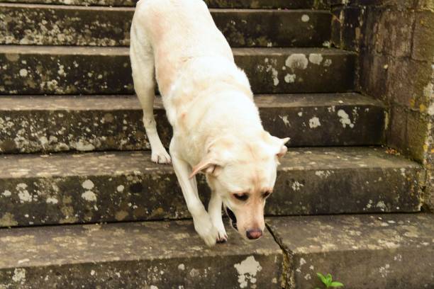 istock Labrador Retriever on Old English Village Steps 996461470