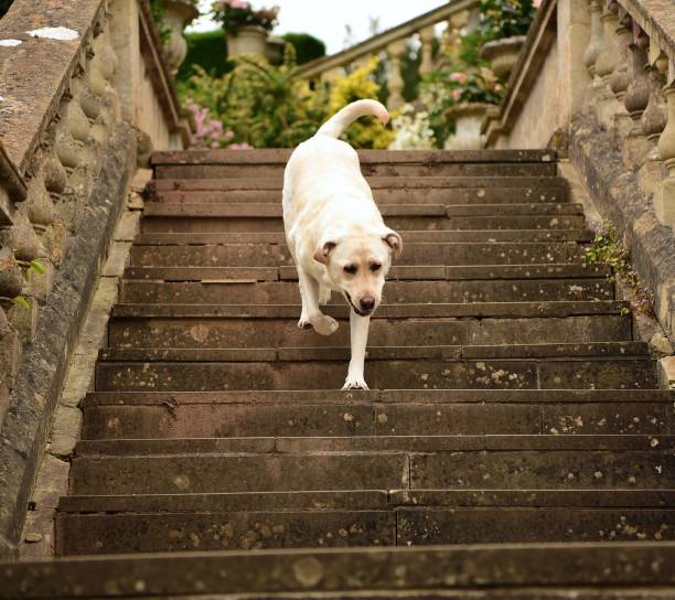istock Labrador Retriever on Old English Village Steps 996461580