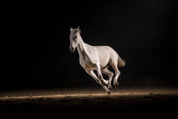 White horse running White horse running at night. Silhouette photo of a horse at night. white horse running stock pictures, royalty-free photos & images