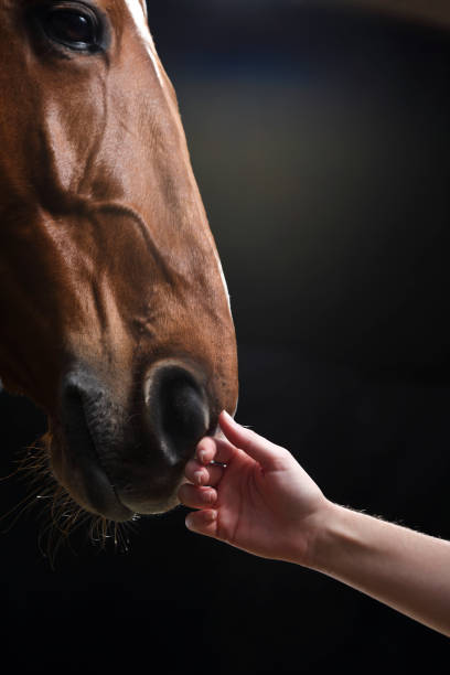 cavallo accarezzante a mano - horse animal head animal sky foto e immagini stock