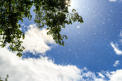 Poplar fluff flies against a bright blue sky, white clouds and tree crowns in the sunlight
