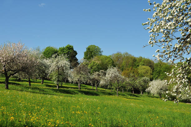 flowering apple trees in spring orchard in hilly landscape of swabian alb in southern germany with flowering meadow and apple trees apple-tree-flowers stock pictures, royalty-free photos & images