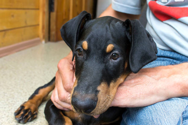istock Man holds black doberman pintscher puppy with his hands 996471386