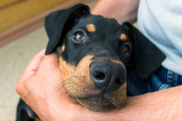 Man holds black doberman pintscher puppy with his hands