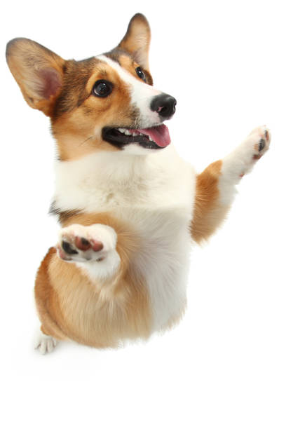 美しい幸せなコーギーの立っています。 - dog jumping ストックフォトと画像