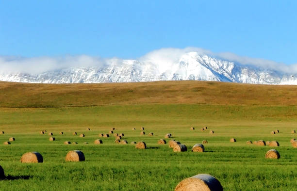 istock Fall hay crop with first snow Southern Alberta 996471710