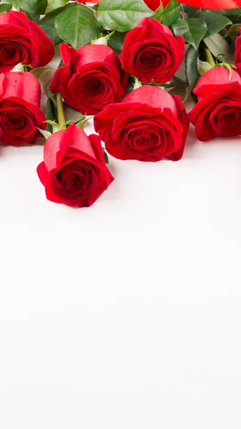 istock Plenty of red roses on white background 996472018