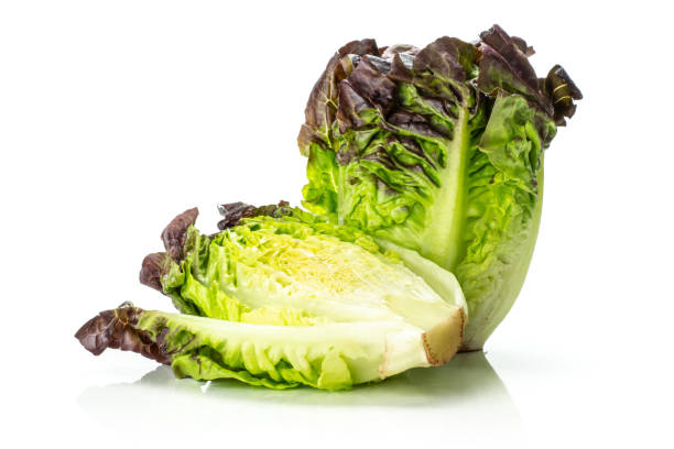 Fresh raw lettuce red little gem isolated on white