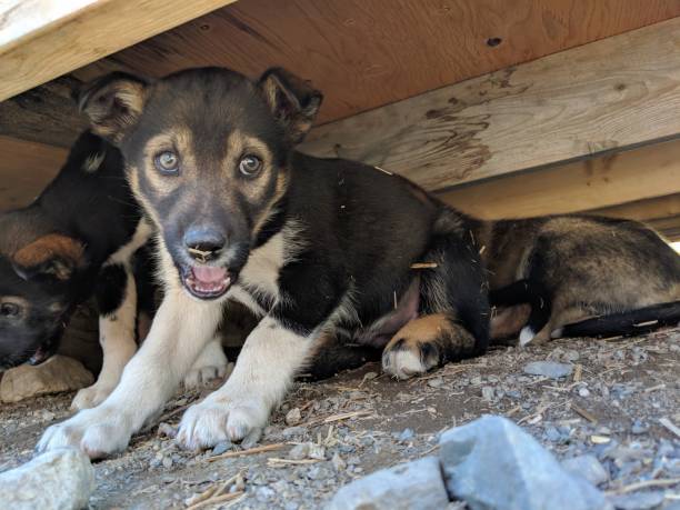 istock Puppy Alaskan Sled Dog 996478354