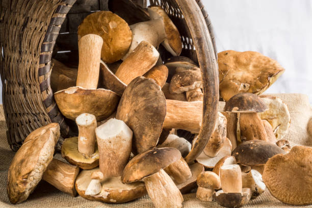 istock Basket full of mushrooms 996478686