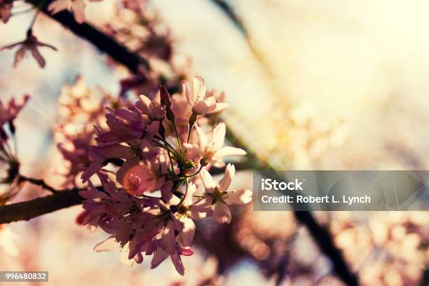 Floral 17 Stock Photo - Download Image Now - Flower, Horizontal, Nature