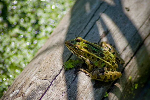 Frog on a Log stock photo
