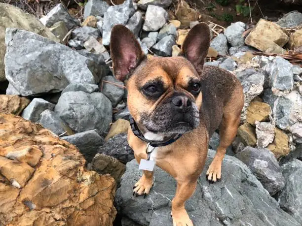 Brown French bulldog on rocks