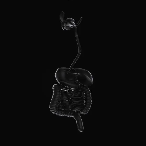 3D rendering of digestive system on black background