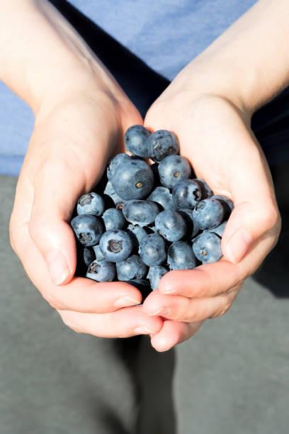 istock Female hands holding fresh blueberries 996486860