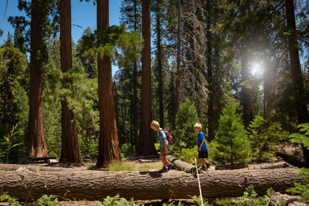 istock Two Young Boys Hiking Amongst Giant Sequoia Trees 996489620