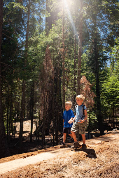 istock Two Young Boys Hiking Amongst Giant Sequoia Trees 996489734