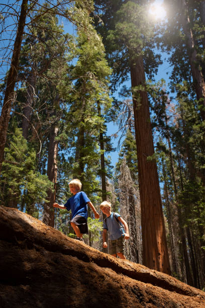 istock Two Young Boys Hiking Amongst Giant Sequoia Trees 996489758