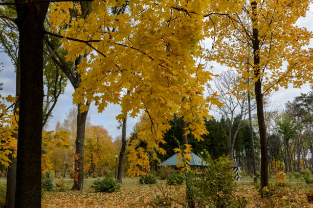 Maple in the background of mighty fir trees. Golden autumn, the most beautiful time of the year