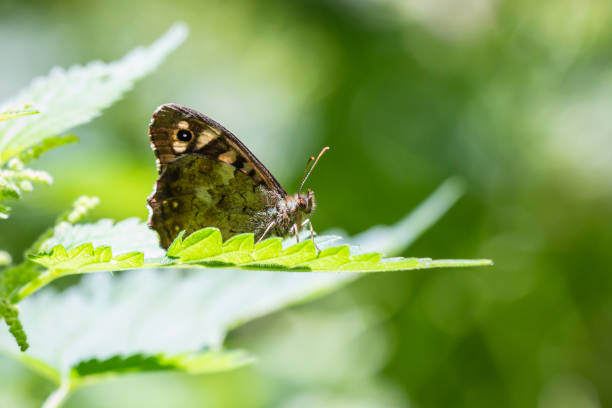 istock Speckled wood butterfly Pararge aegeria 996493144